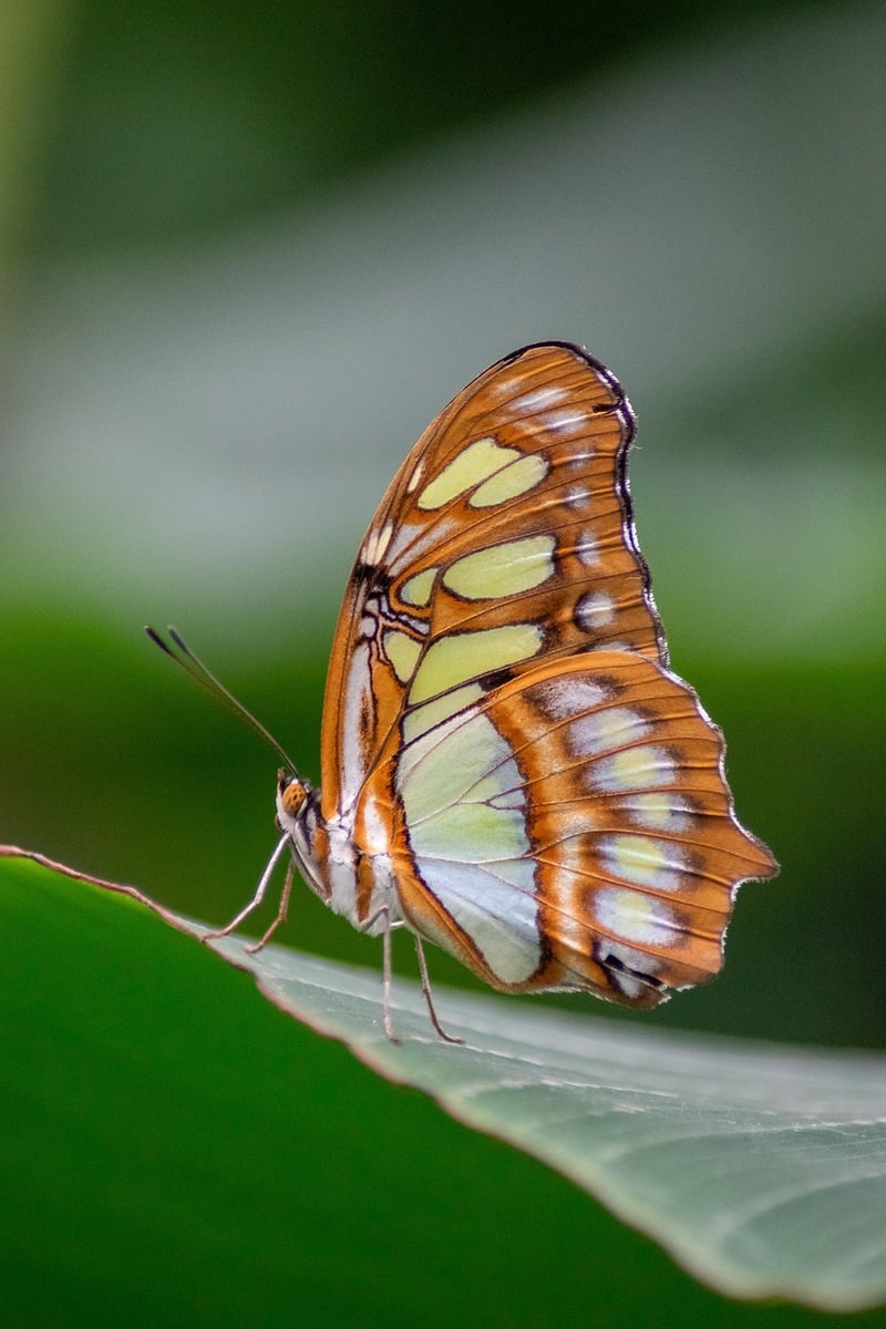 Enchanted Butterfly